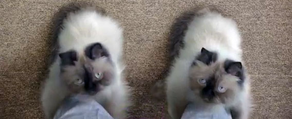 nekobutu