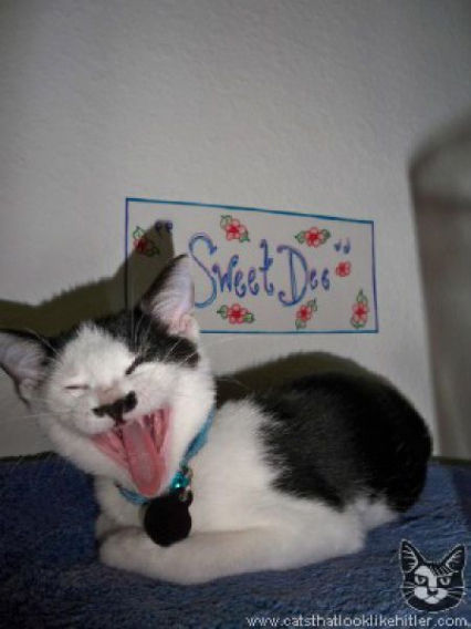 catlirs_or_cats_640_10