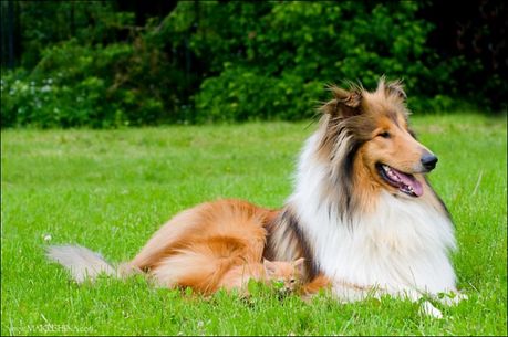 when_kitten_meets_dog_11