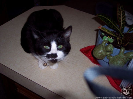 catlirs_or_cats_640_23