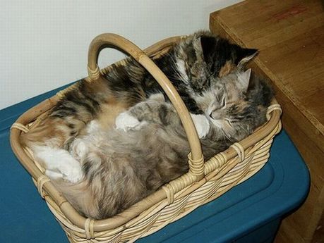 how_to_store_and_organize_cats_04