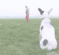 犬