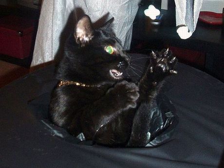 how_to_store_and_organize_cats_94