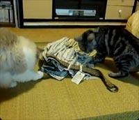 ベルト