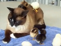 猫