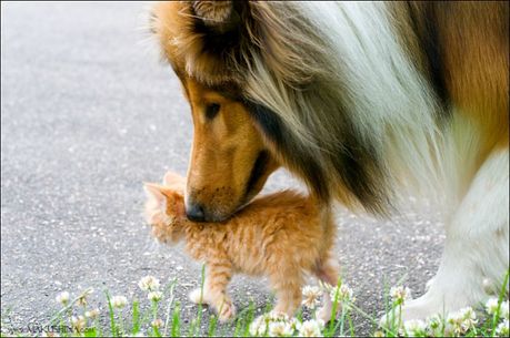 when_kitten_meets_dog_05
