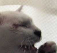 ねえねえ