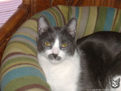 catlirs_or_cats_640_04