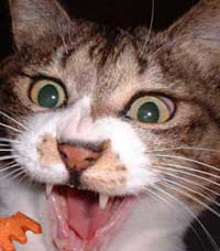 キャットフード