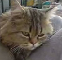 �̤����ʤˡ�