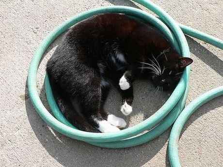 how_to_store_and_organize_cats_20