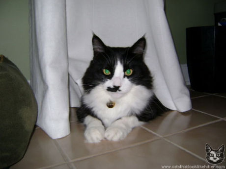 catlirs_or_cats_640_32