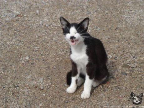 catlirs_or_cats_640_02