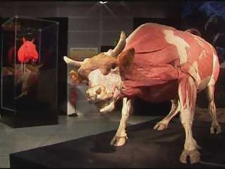 story16717_animals_320x240_e