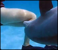 イルカに発情された女性、襲われる。：ザイーガ