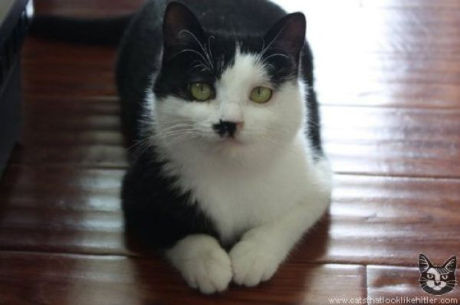 catlirs_or_cats_640_09