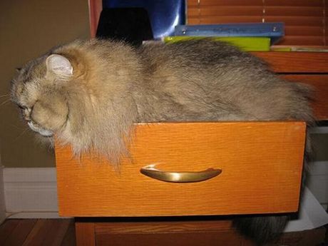 how_to_store_and_organize_cats_52