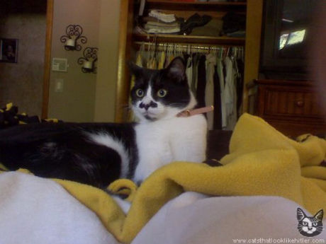 catlirs_or_cats_640_06