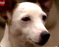 犬
