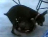 犬