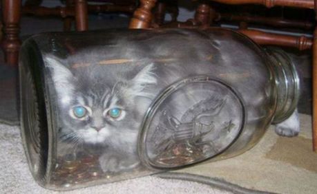 how_to_store_and_organize_cats_56