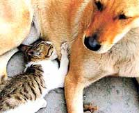 いぬねこ