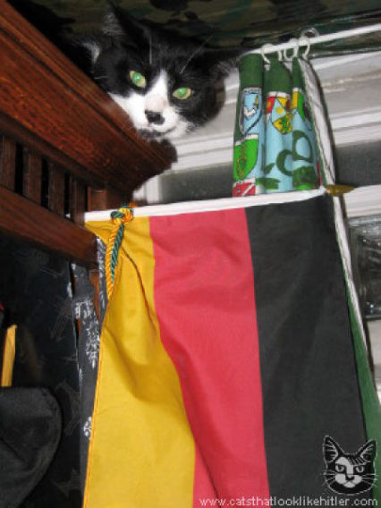 catlirs_or_cats_640_36