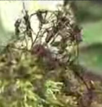 ���Ȥ��ष