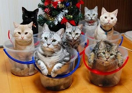 how_to_store_and_organize_cats_43