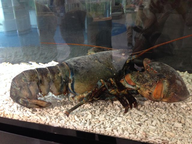 ザリガニ研究所 Paseri Blog ザリガニ研究所 Paseri Blog