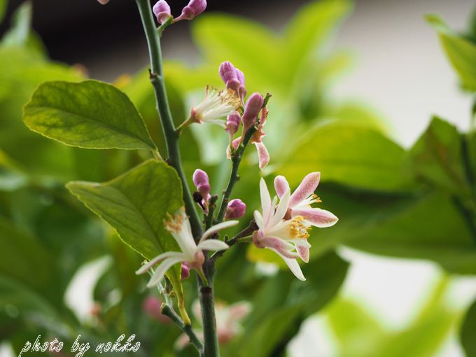 レモンとミカンの花 Nokkoのお花photo