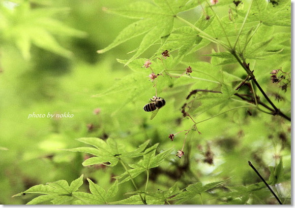 momiji-hana