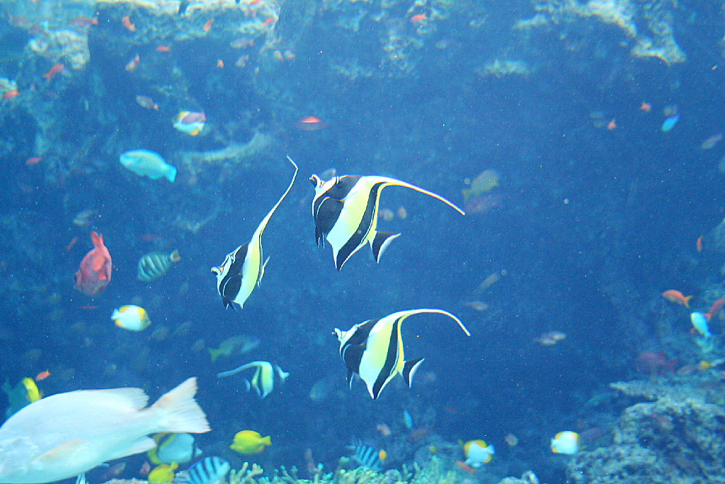沖縄旅行no 3 沖縄美ら海水族館 パソコンスクールシースリー五反田教室