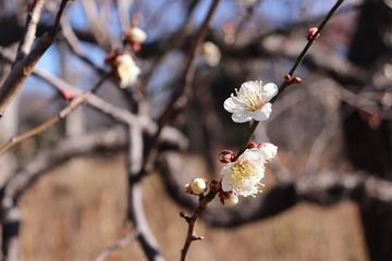 IMG_0723