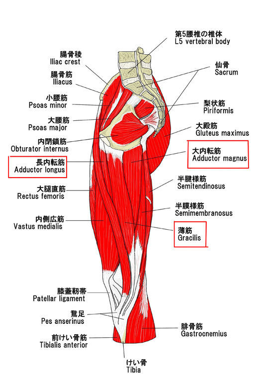 痛み 内 腿