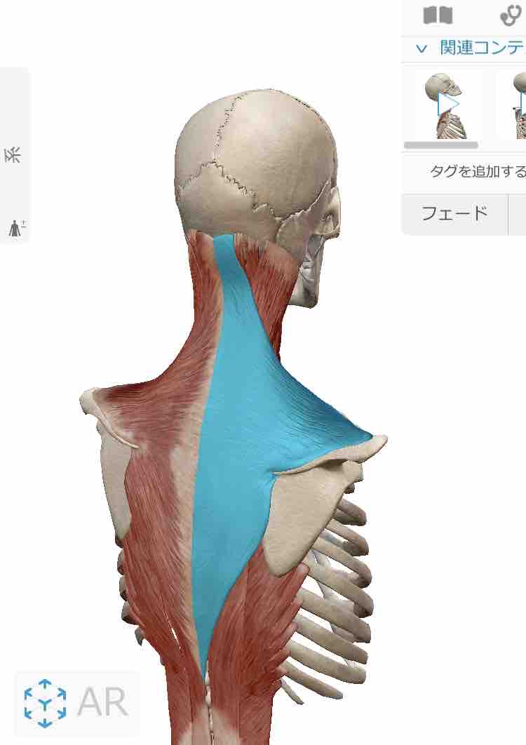 原因は強烈な肩こりだった 量は質を凌駕する