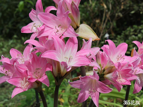 ベラドンナ・リリーの花