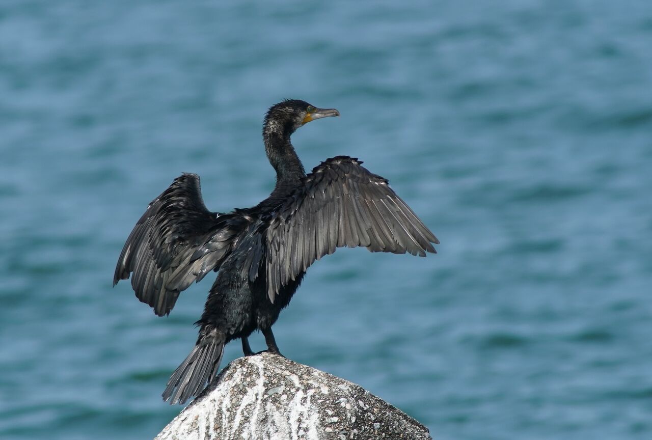 (8/23撮影分) 海岸の鳥たち : Urban Wildlife