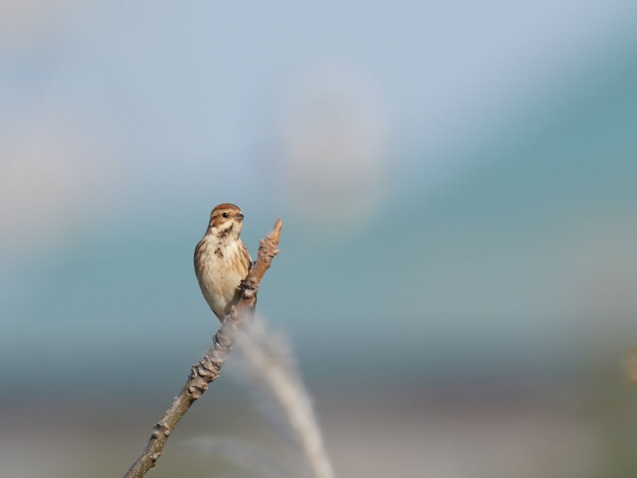 2022年11月12日 : Urban Wildlife