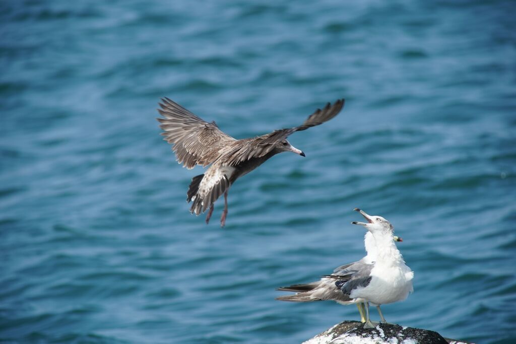 (8/23撮影分) 海岸の鳥たち : Urban Wildlife