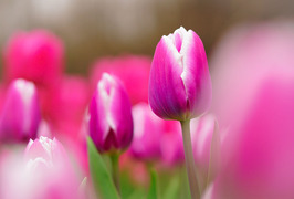 LRM_EXPORT_55606500217235_20190324_190101958