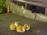 5匹のネコたち