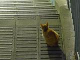階段ネコ