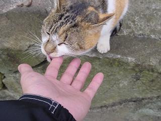 今日もかみねこ。