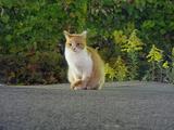 親ネコ。