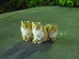 3匹そろって。