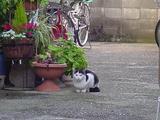 路地ネコ