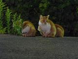帰ってきたネコたち。