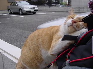 すりすりねこ