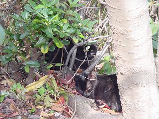 黒ネコの親子。